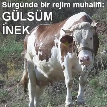 FB_IMG_1739701128627.jpg