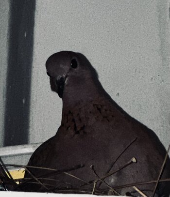 IMG_4573.jpeg