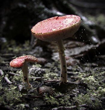mashroom final.jpeg