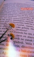 Papatya.jpeg Papatya.jpeg