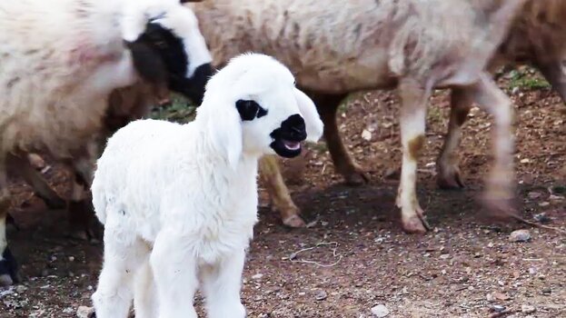 1774098940385.jpeg