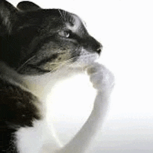 1774507544116.gif