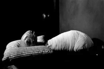 Eraserhead.webp Eraserhead.webp