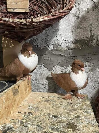 narinci.jpg narinci.jpg