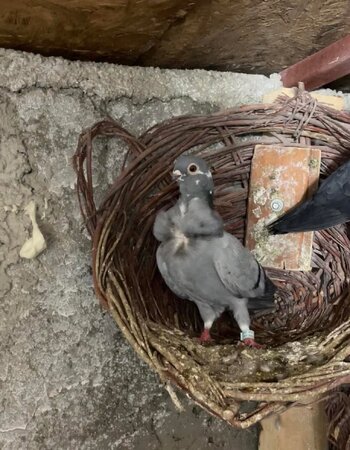 mavibulbul.jpg mavibulbul.jpg
