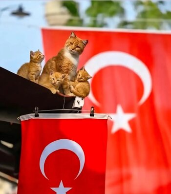 Sayfayı takip edelim destek olalım arkadaşlar 🇹🇷🇹🇷🇹🇷#Türkiye #Bursa #Keşfet #keşfet #herk.jpg