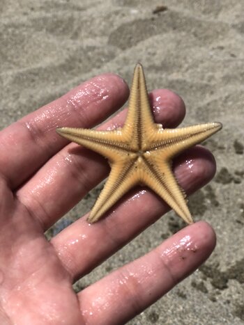 star.JPEG
