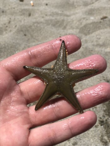 star2.JPEG
