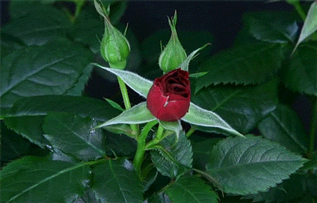 IMG_4462.gif