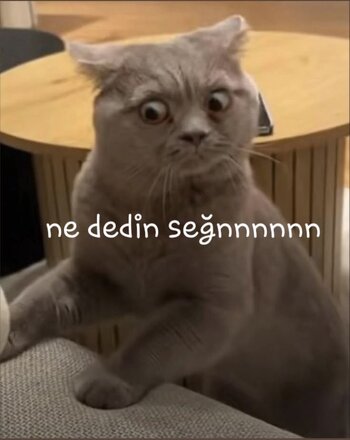 IMG_9363.jpeg