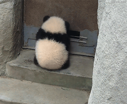 F29B31C5-FD7C-4261-8B52-40D30E940559.gif