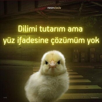 IMG_9513.jpeg