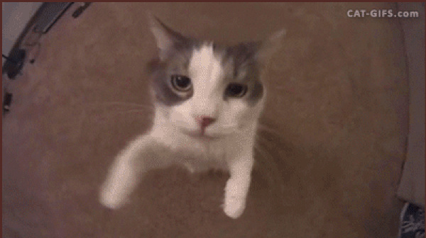 21968.gif