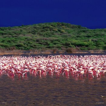 lake-bogoria.jpg lake-bogoria.jpg