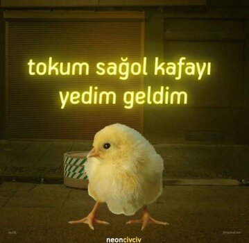 IMG_9703.jpeg