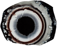 ece-768x619.png