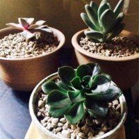 garden-land.jpg garden-land.jpg