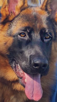 1586196448387.png