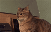 videotogif_2020.12.02_23.06.03.gif