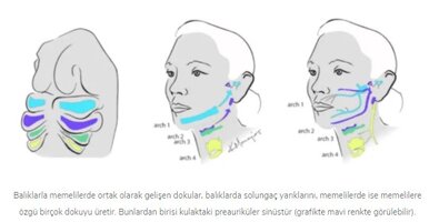 Ekran görüntüsü 2020-12-08 235212.jpg