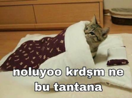 BBAA541F-0E9C-4119-93E1-FA7774A499D8.png