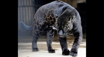 images (18).jpeg images (18).jpeg