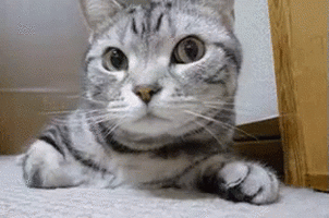 1655119179853.gif 1655119179853.gif