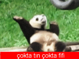 saccs.gif