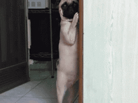 a.gif a.gif