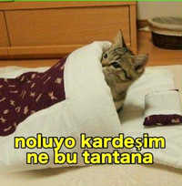 1711627439222.png